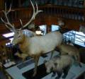 Banff Park Museum