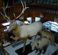 Banff Park Museum